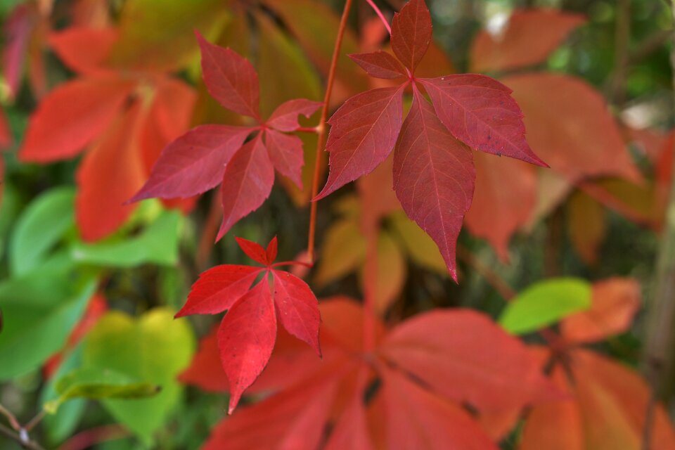 Leaves autumn mood wine partner