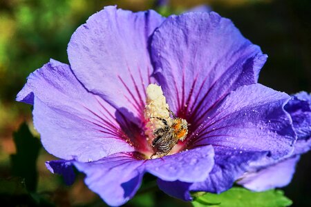 Close up purple pollination