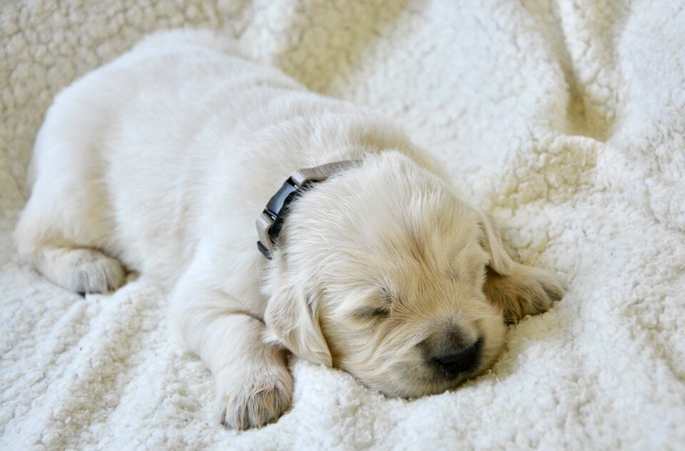 Puppy sleeping cute animal