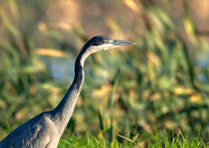 Avian nature animal