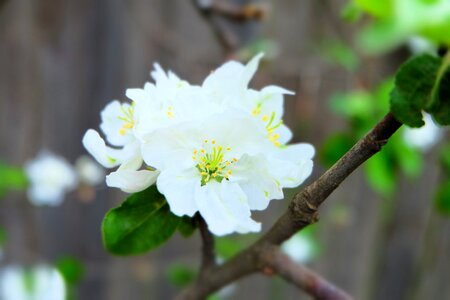 Spring apple flower apple blossoms