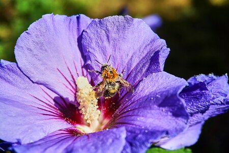 Close up purple pollination