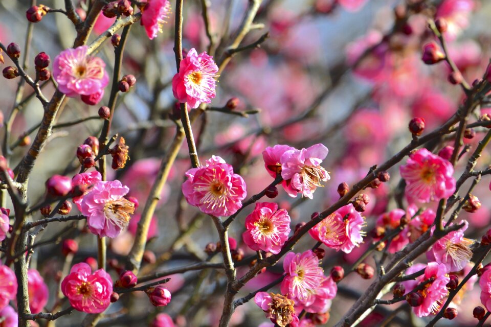 Early spring natural arboretum