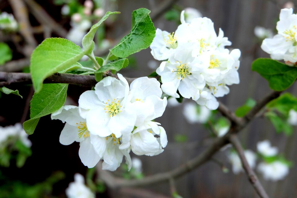 Spring apple flower apple blossoms