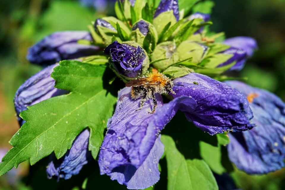 Close up purple pollination