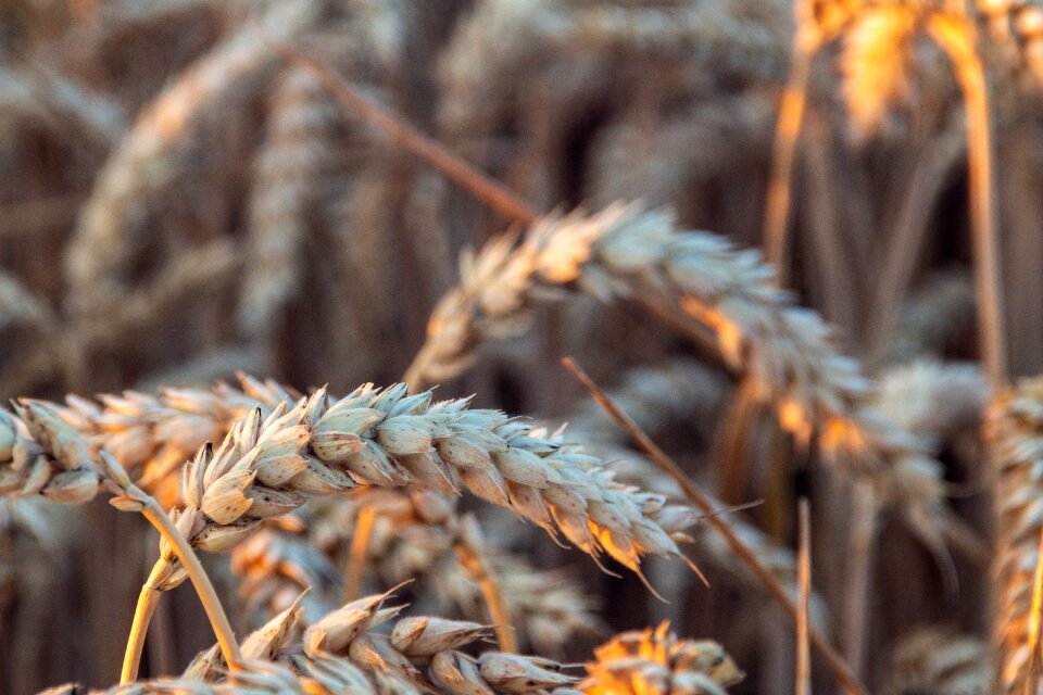 Agriculture wheat village