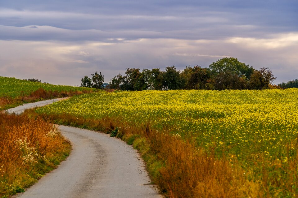Field of rapeseeds nature green