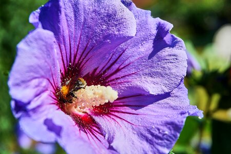 Close up purple pollination