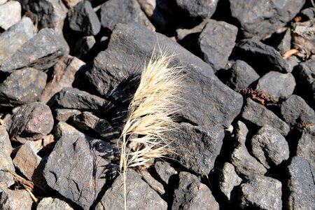 One stone withered
