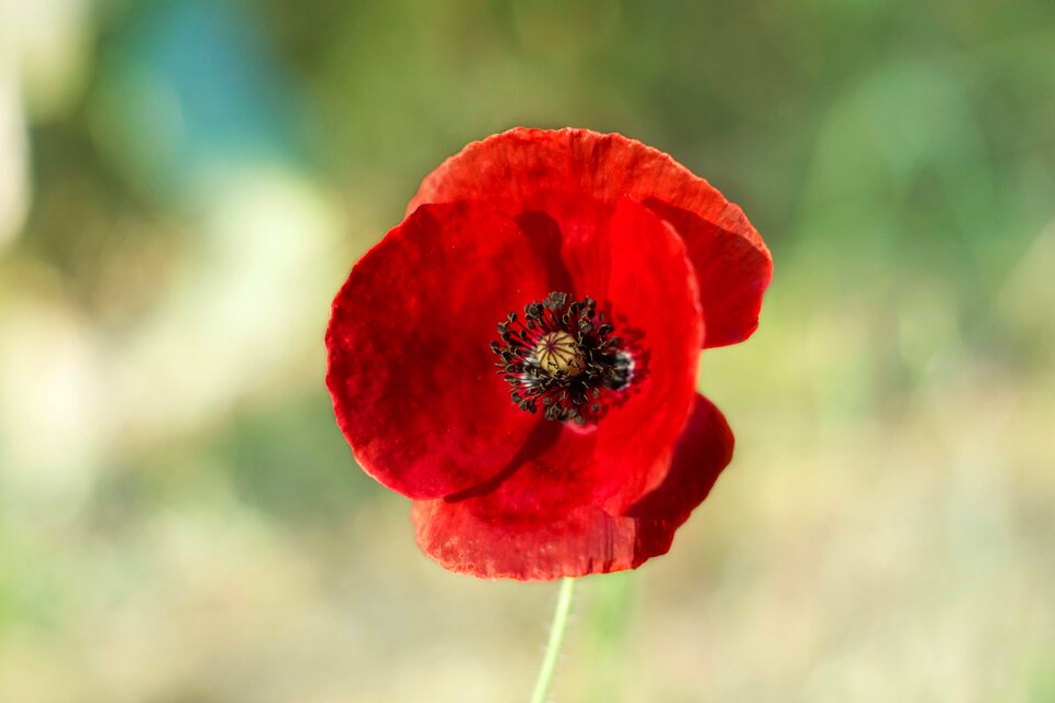 Red wild garden