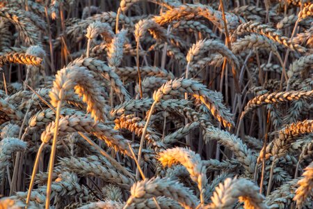 Agriculture wheat village photo