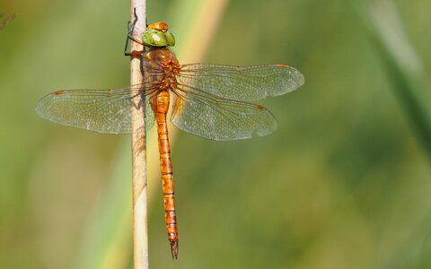 Insects dragonfly macro