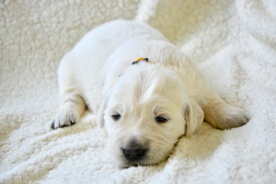 Puppy sleeping cute animal