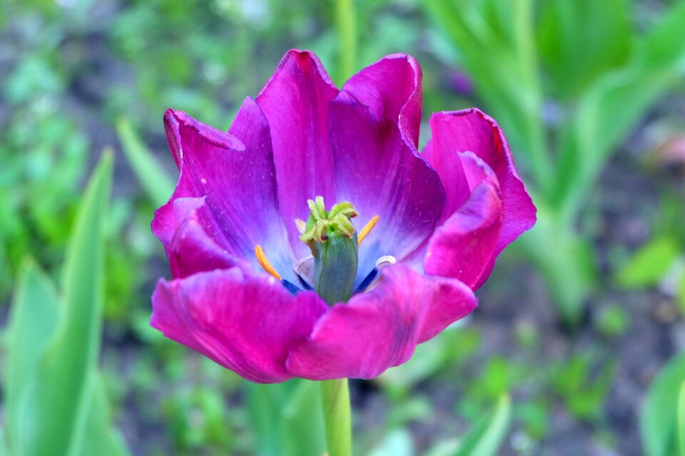 Nature purple tulip macro photo