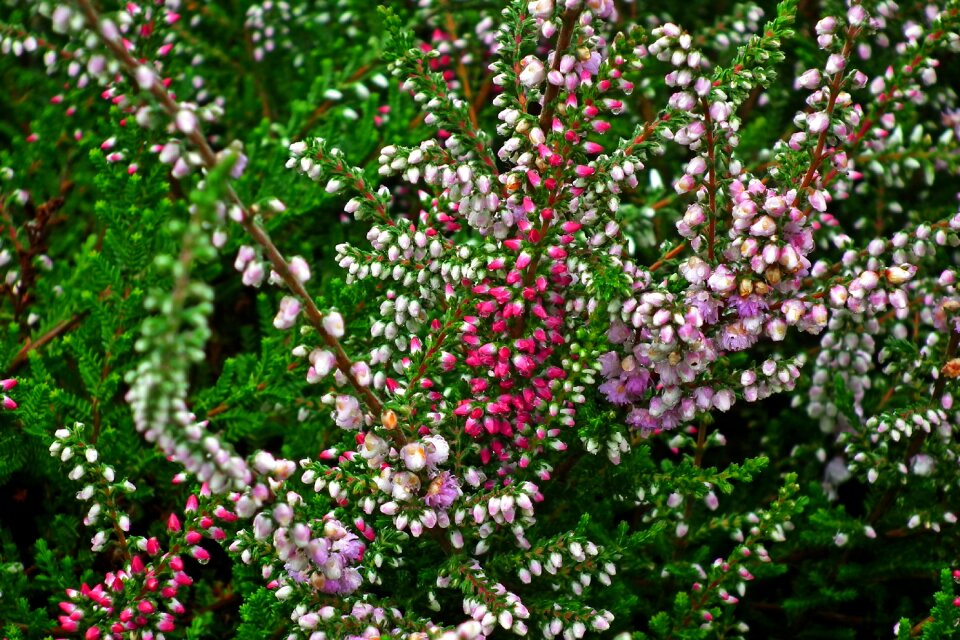Garden nature flourishing