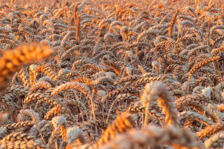 Agriculture wheat village photo