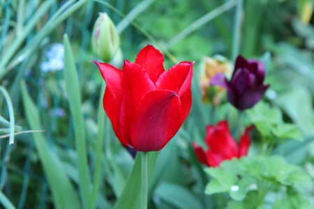 Red tulip tulip spring spring-flowering