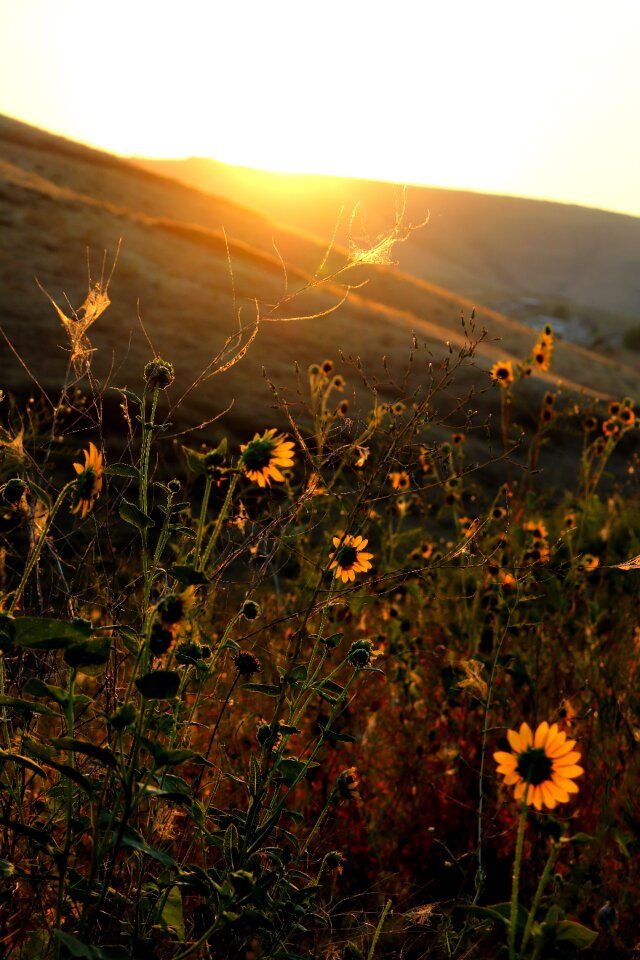 Nature sun scenic