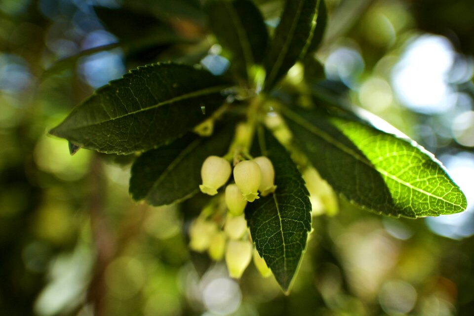 Garden mediterranean plant