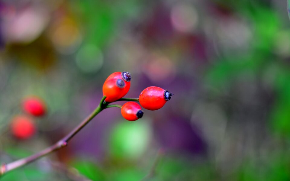 Rose hip roses close up
