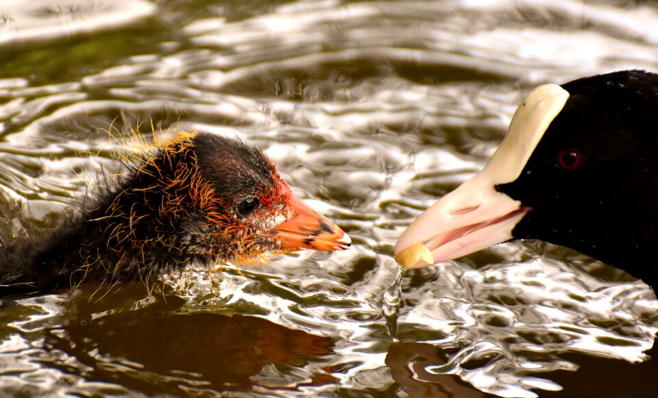 Food animal animal world