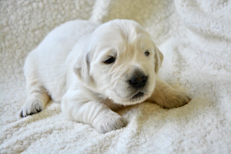 Puppy sleeping cute animal