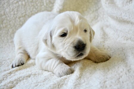 Puppy sleeping cute animal photo