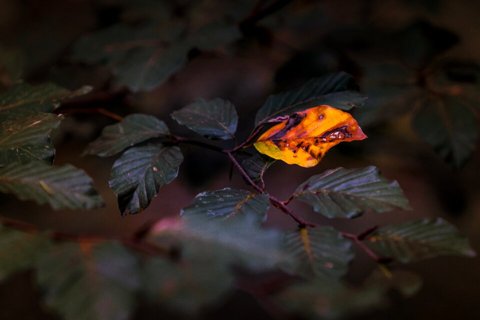 Alone autumn colours orange