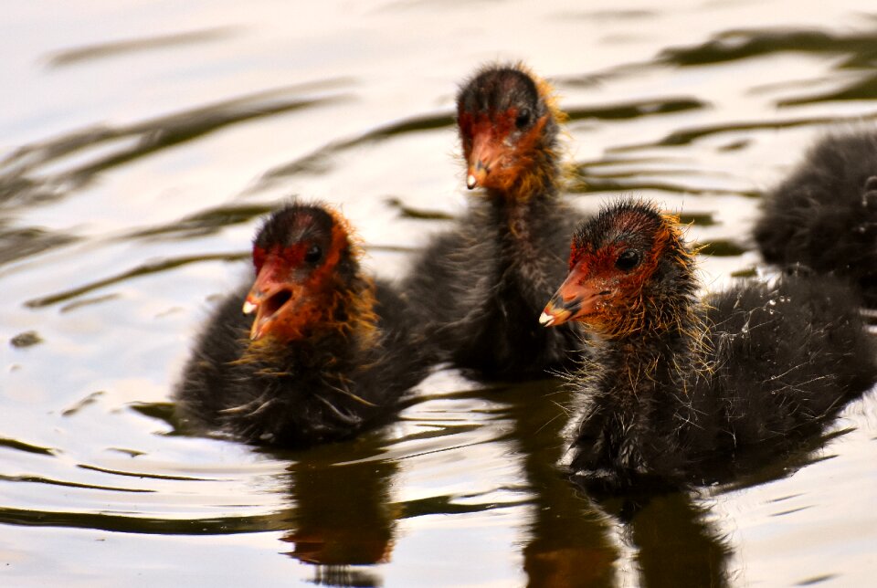 Nature waterfowl young