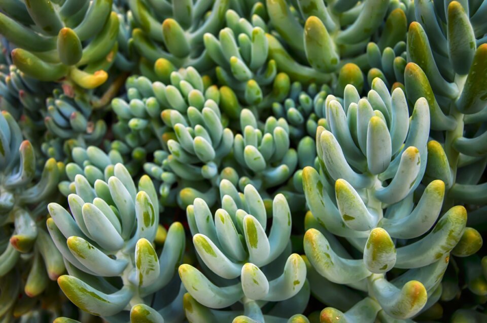 Desert plant nature