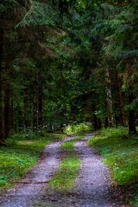 Trees autumn trail photo