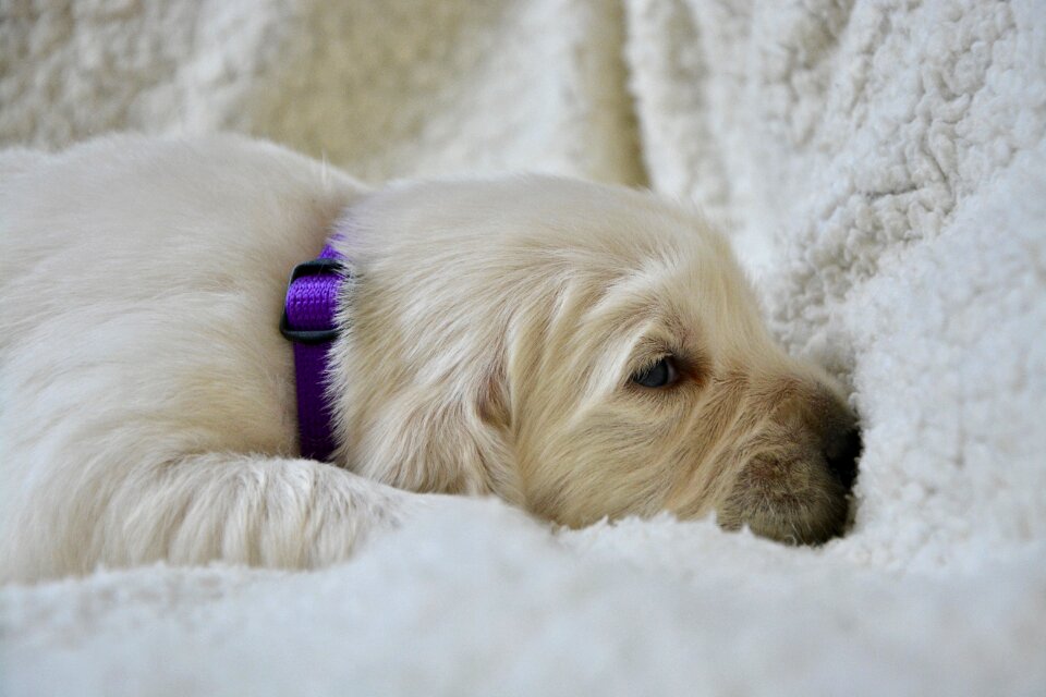 Puppy purple puppy sleeping cute