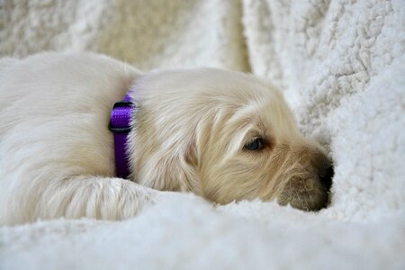 Puppy purple puppy sleeping cute photo