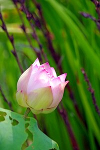 Pond nature aquatic plant