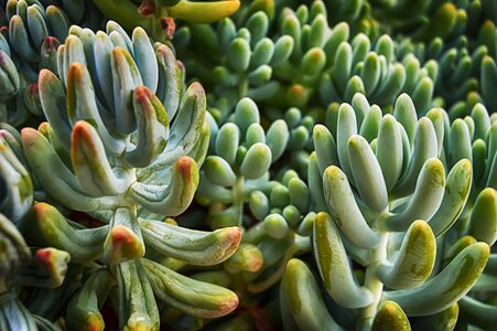 Fleshy plants nature