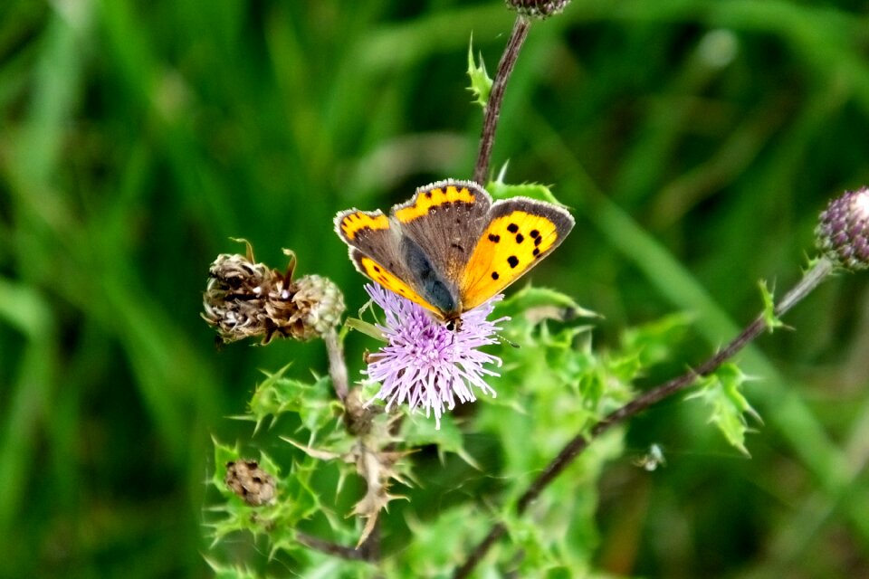 Small copper butterfly nature