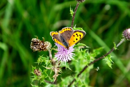 Small copper butterfly nature photo