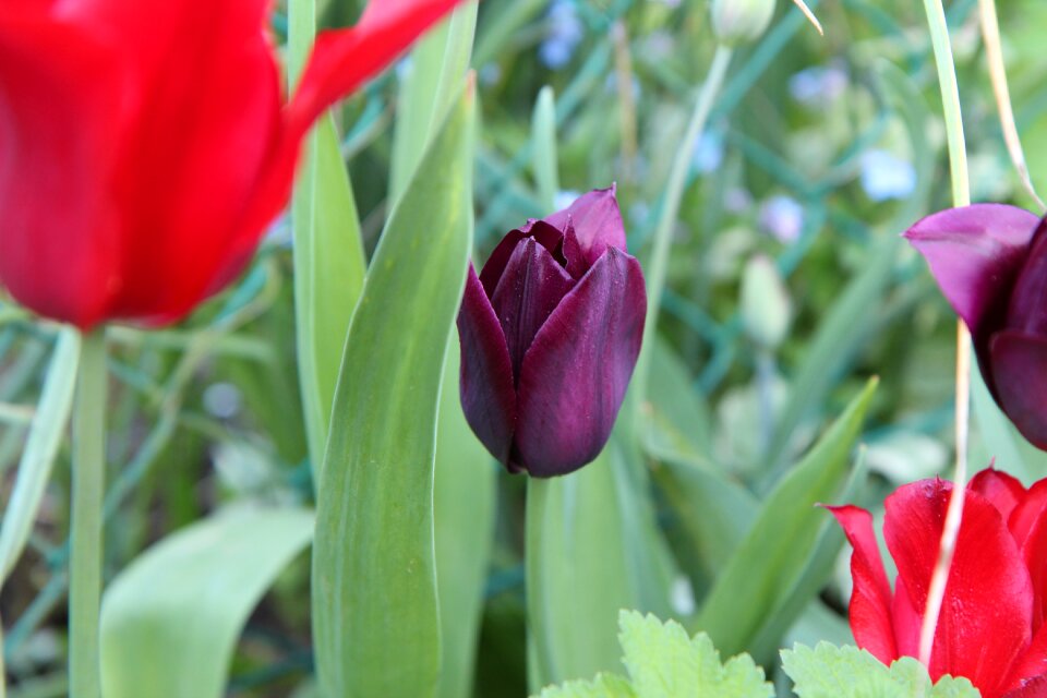 Tulip spring spring bordeaux