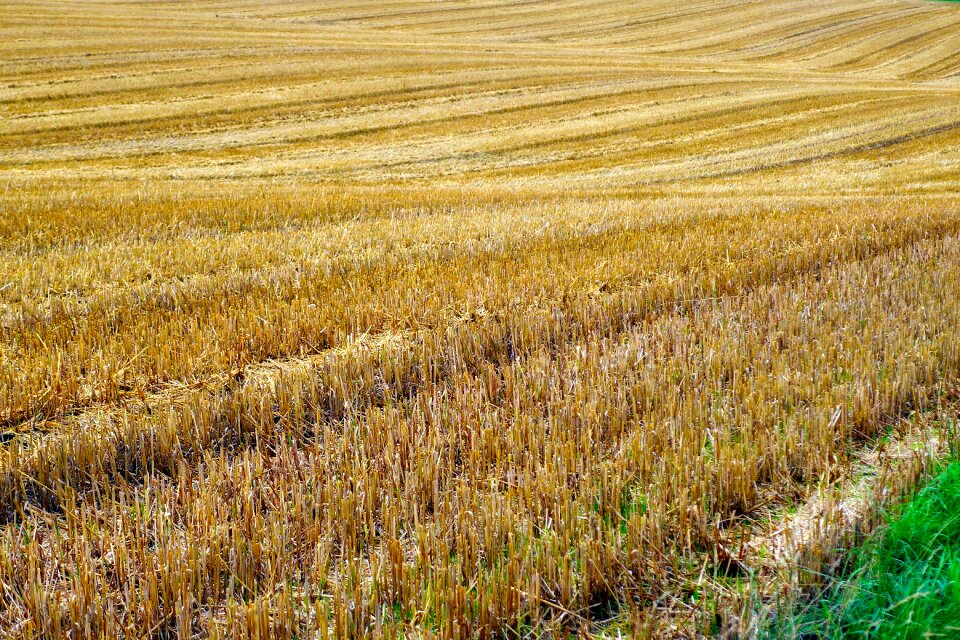 Cereals agriculture harvested