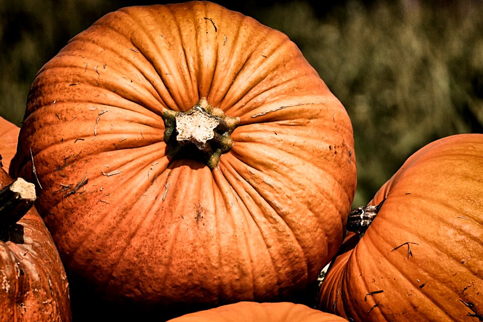 Decoration decorative squashes harvest