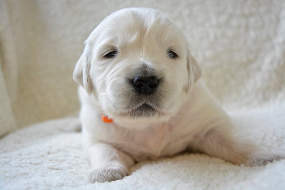 Puppy sleeping cute animal