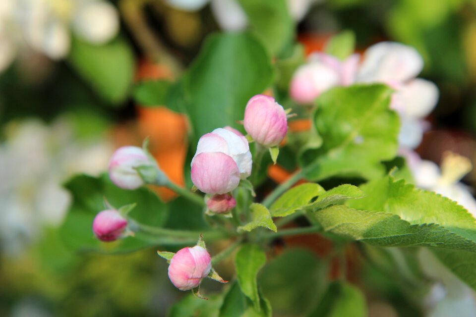 Flowering tree fruit trees spring