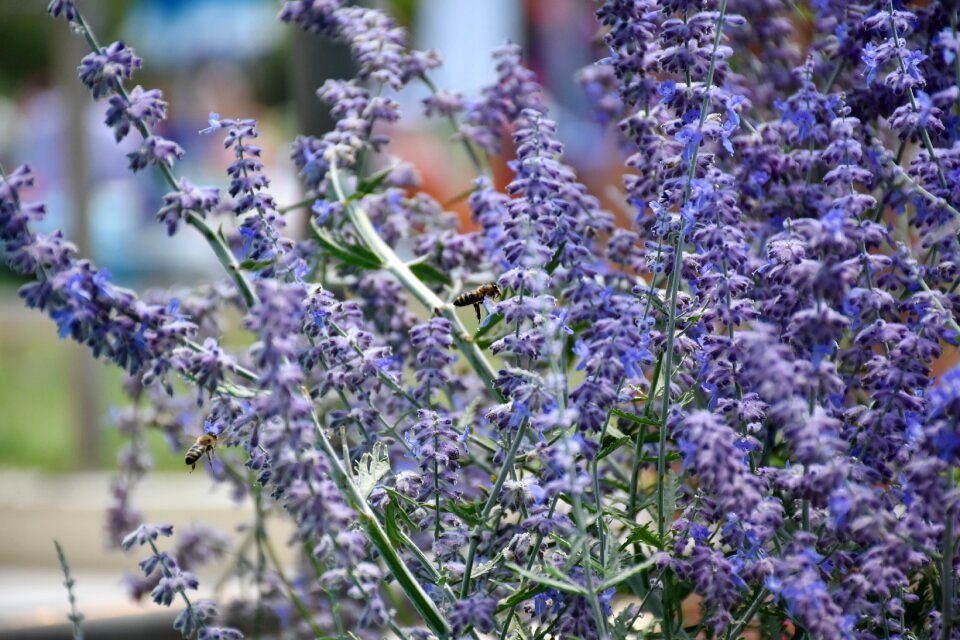 Flower nature insect