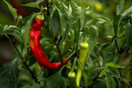 Red green sharp