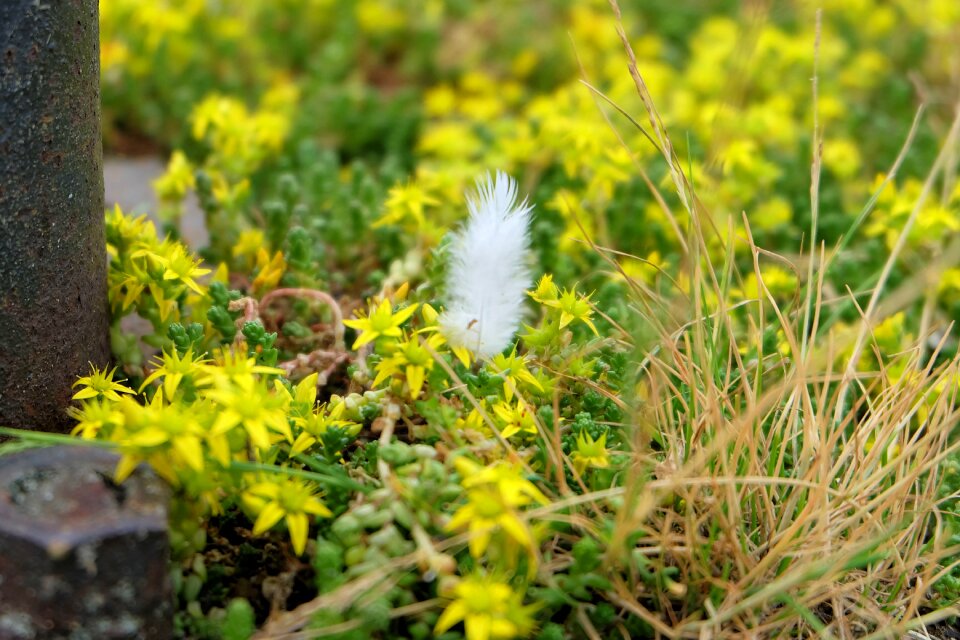 Nature plant plumelet