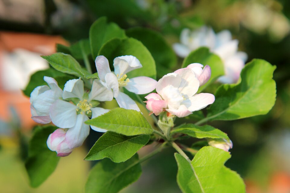 Spring-flowering spring orchard