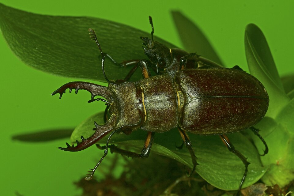 Oak insect stag beetle males - Free photos on creazilla.com