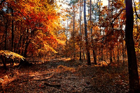 Colorful forest autumn leaves photo