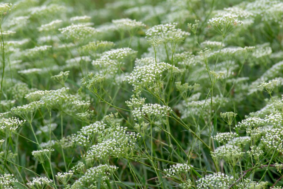 Wild outdoor landscape