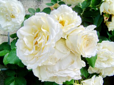 Rose white roses flowering inflorescence